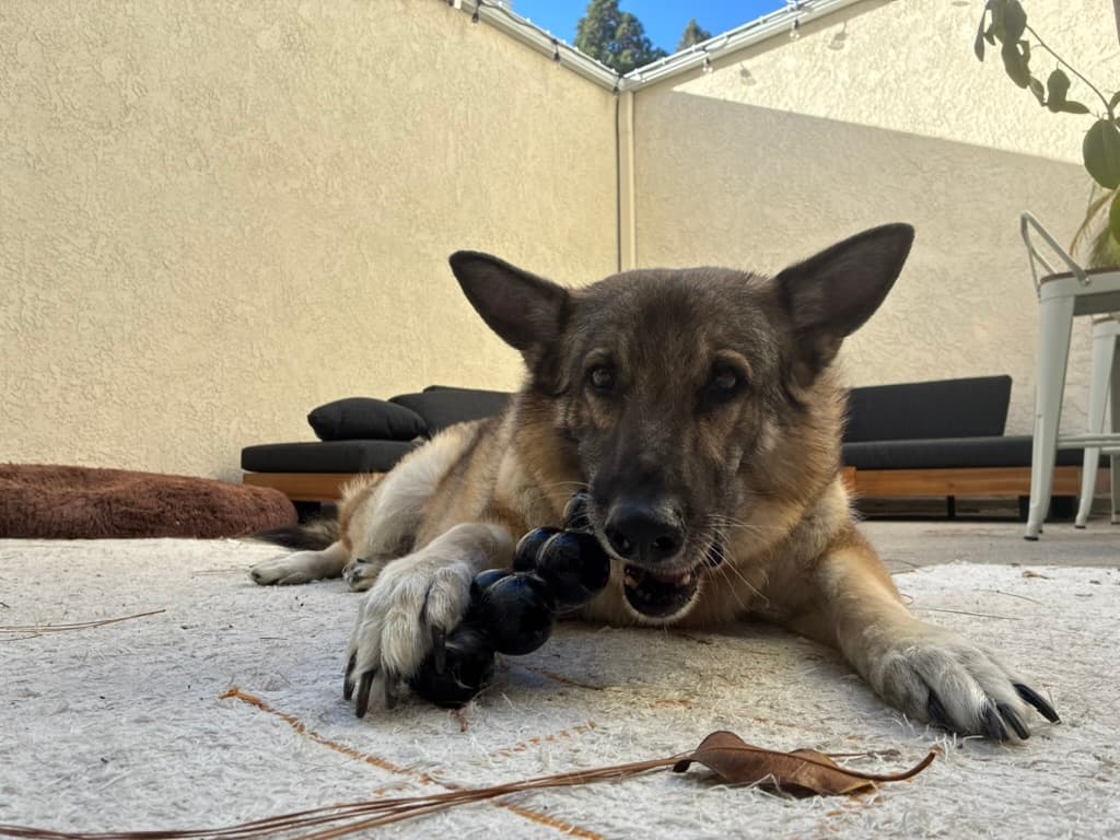 Henry chewing his favorite toy on the patio