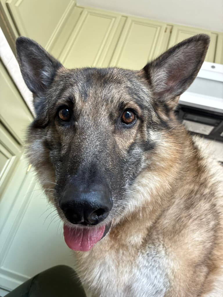 Henry with his tongue out, looking goofy