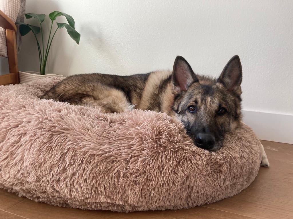 Henry the senior German Shepherd curled up on his donut bed