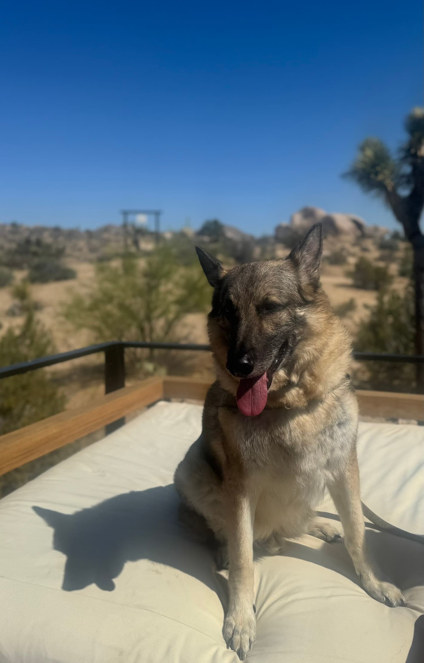 Henry sitting outdoors in Joshua Tree