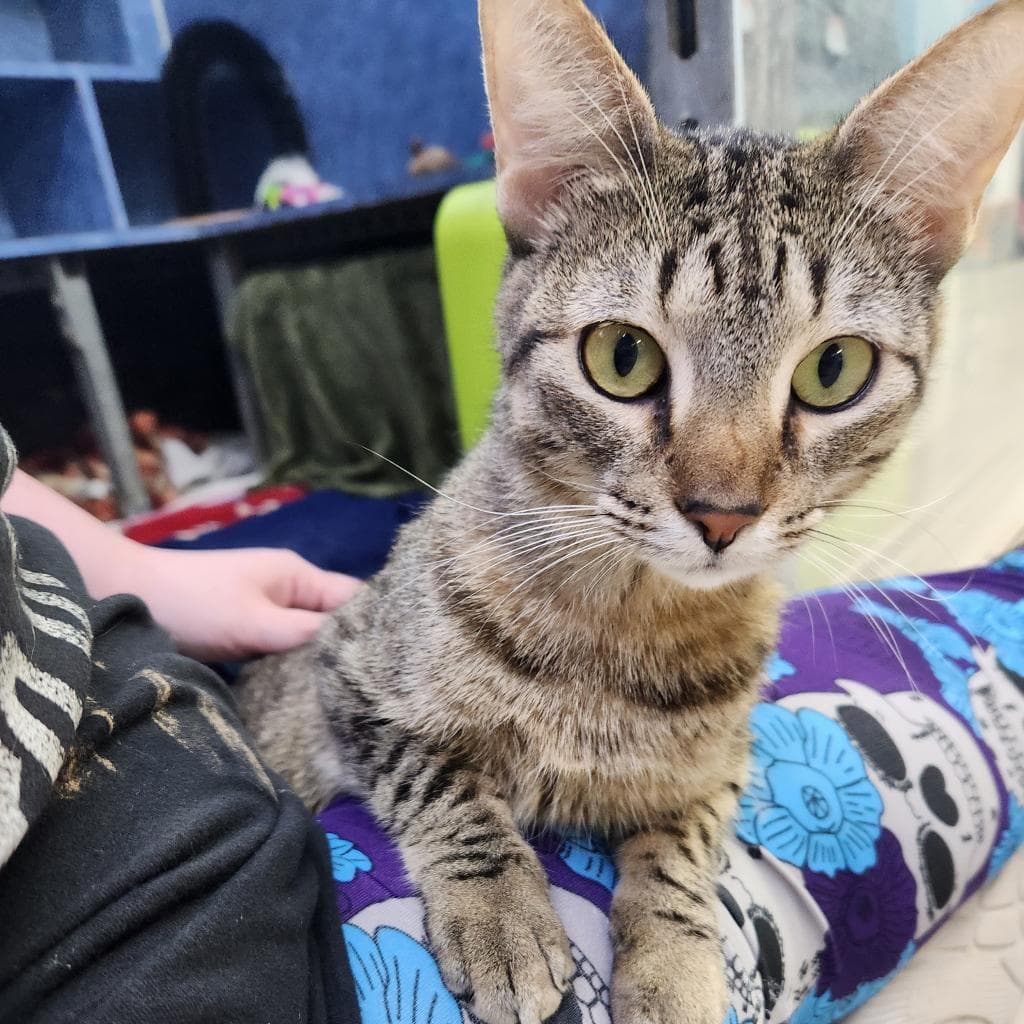 Peas N Carrots — thumbnail 11