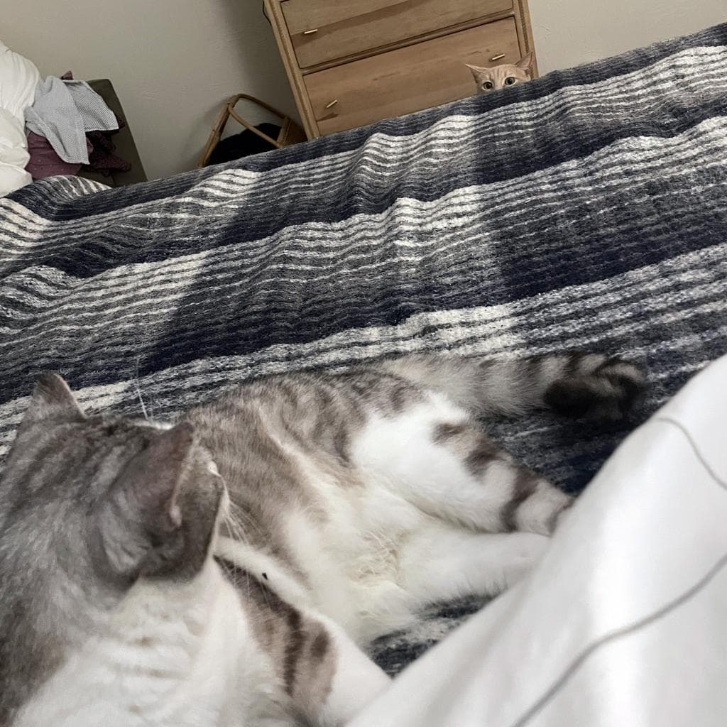 Manx for the Memories — thumbnail 10