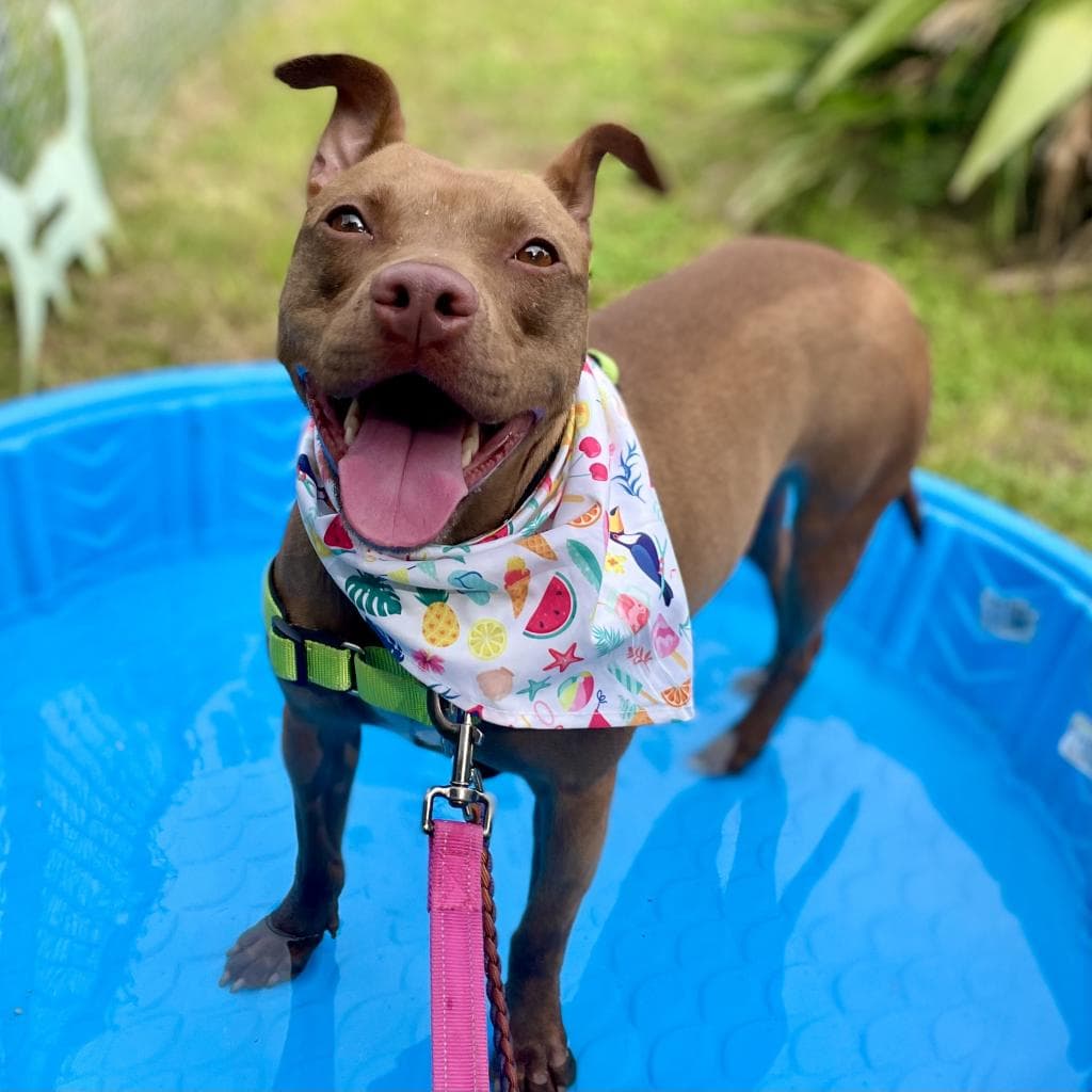 Chili — thumbnail 11