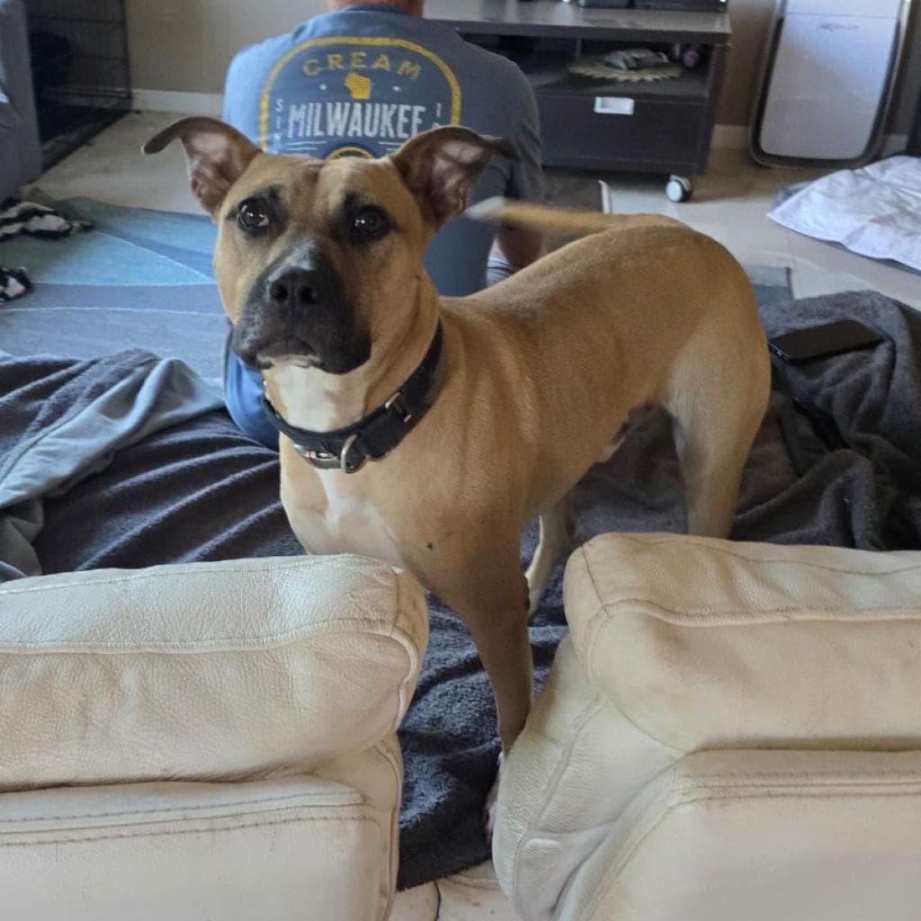 Fanboy — thumbnail 8