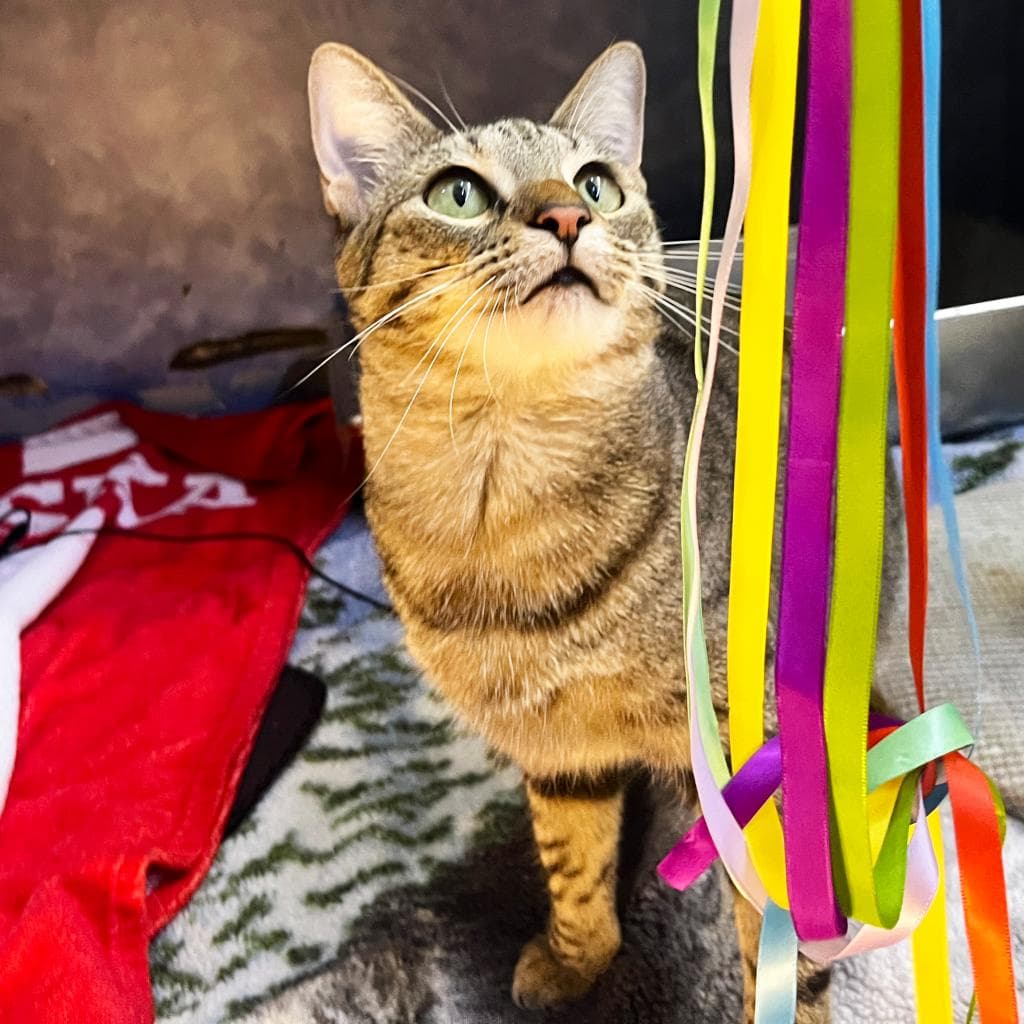 Peas N Carrots — thumbnail 8