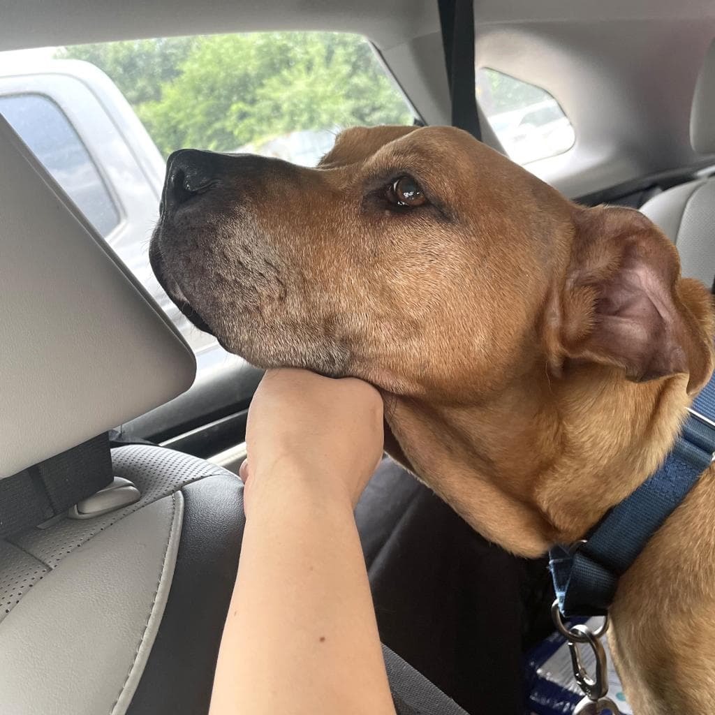 Mr Gibbs — thumbnail 10