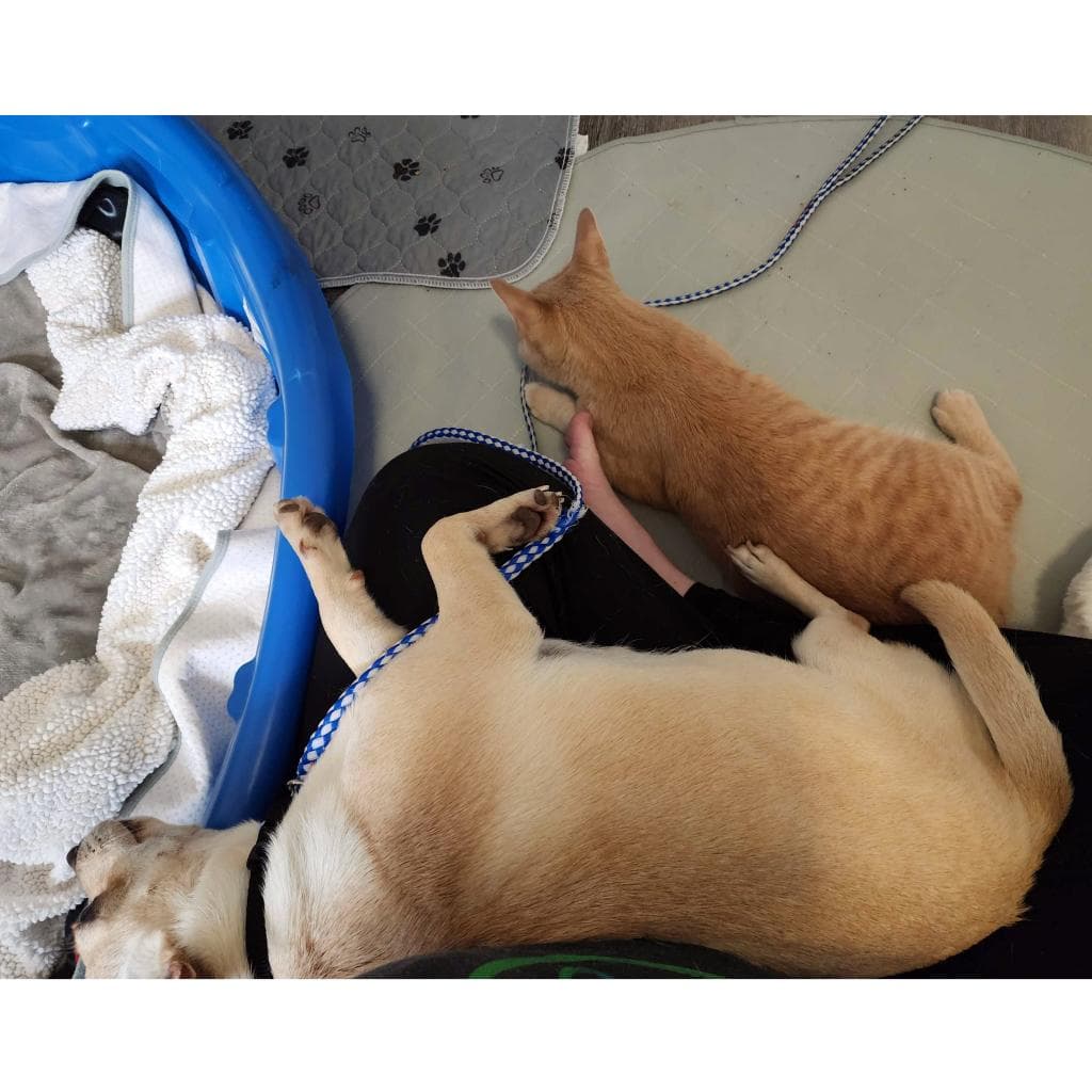 Manx for the Memories — thumbnail 11