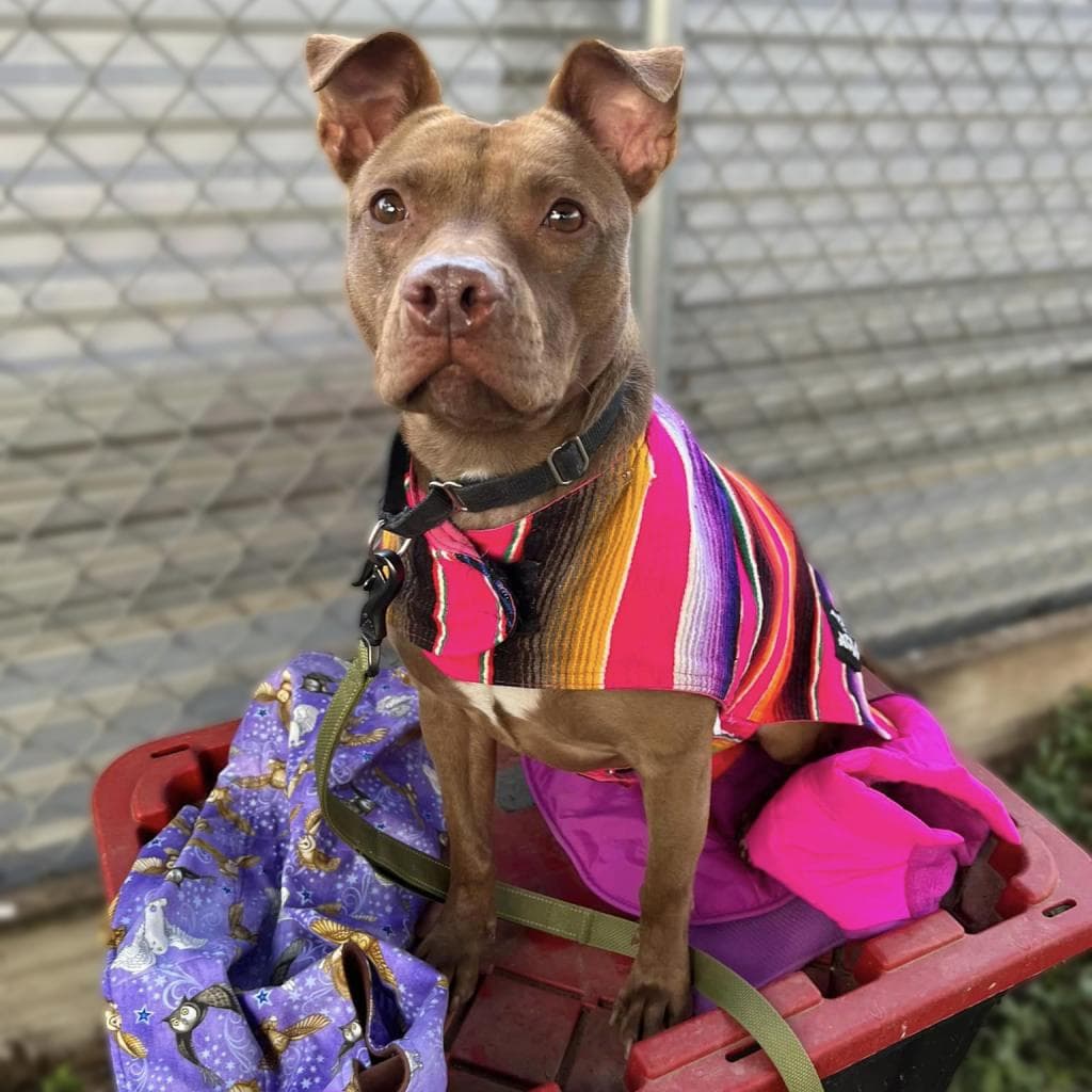 Chili — thumbnail 9