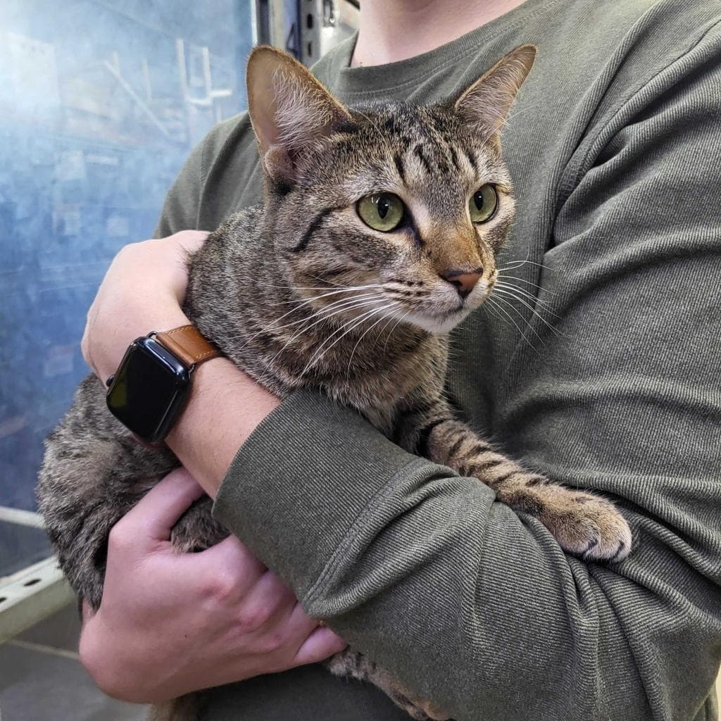 Peas N Carrots — thumbnail 9