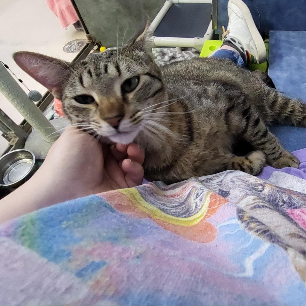 Peas N Carrots — thumbnail 10