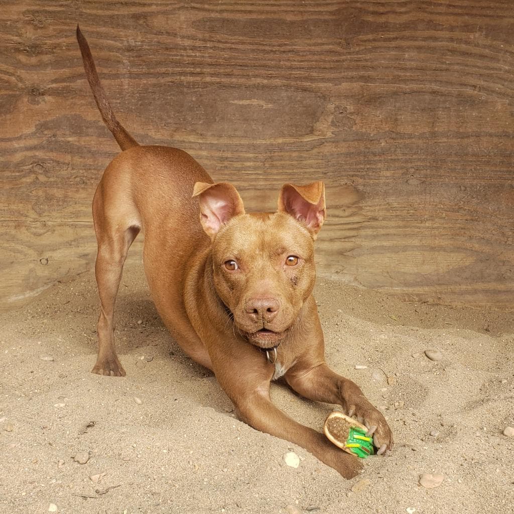 Chili — thumbnail 10