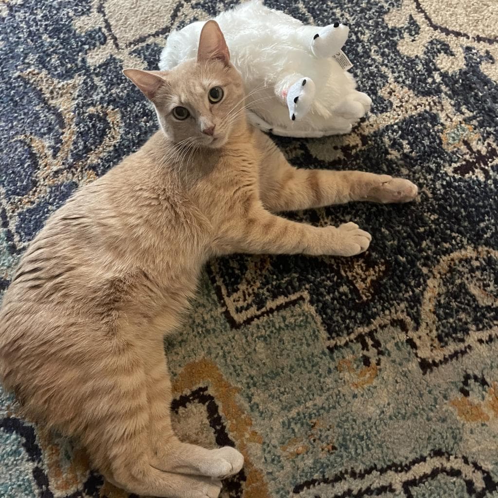 Manx for the Memories — thumbnail 8