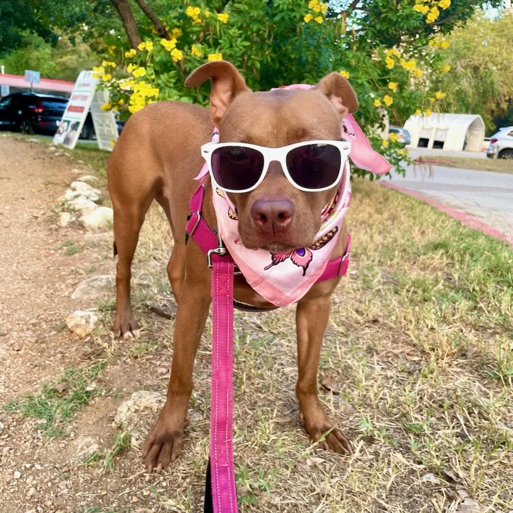 Chili — thumbnail 8