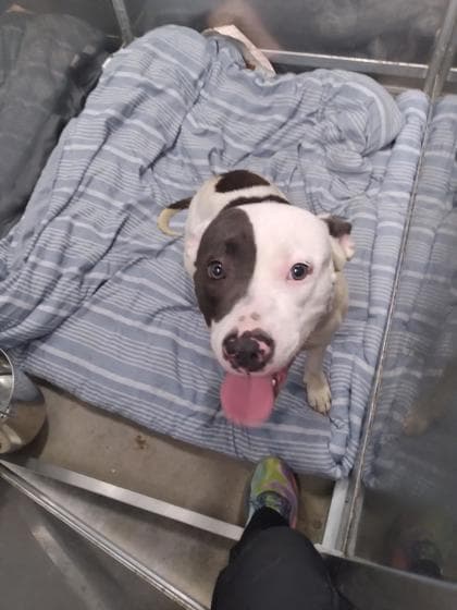 Pixie FKA Fruity Pebbles