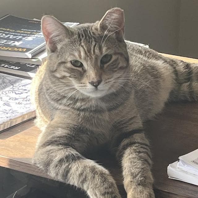 Tabby Angie bonded Hamster