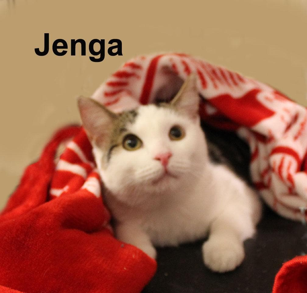 Jenga Steck. (sweet brother to Checkers and Chess Steck.)