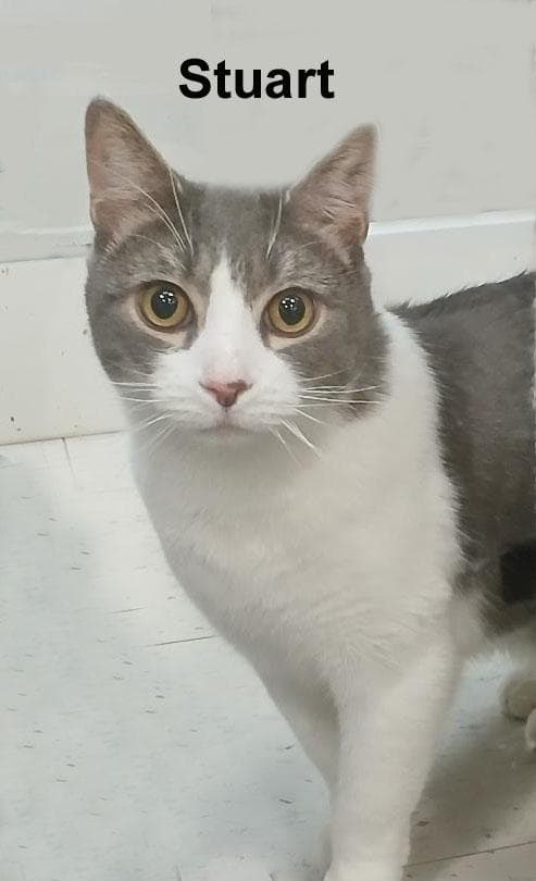 Stuart Fei. (sweet "brother" to Asher Fei.)