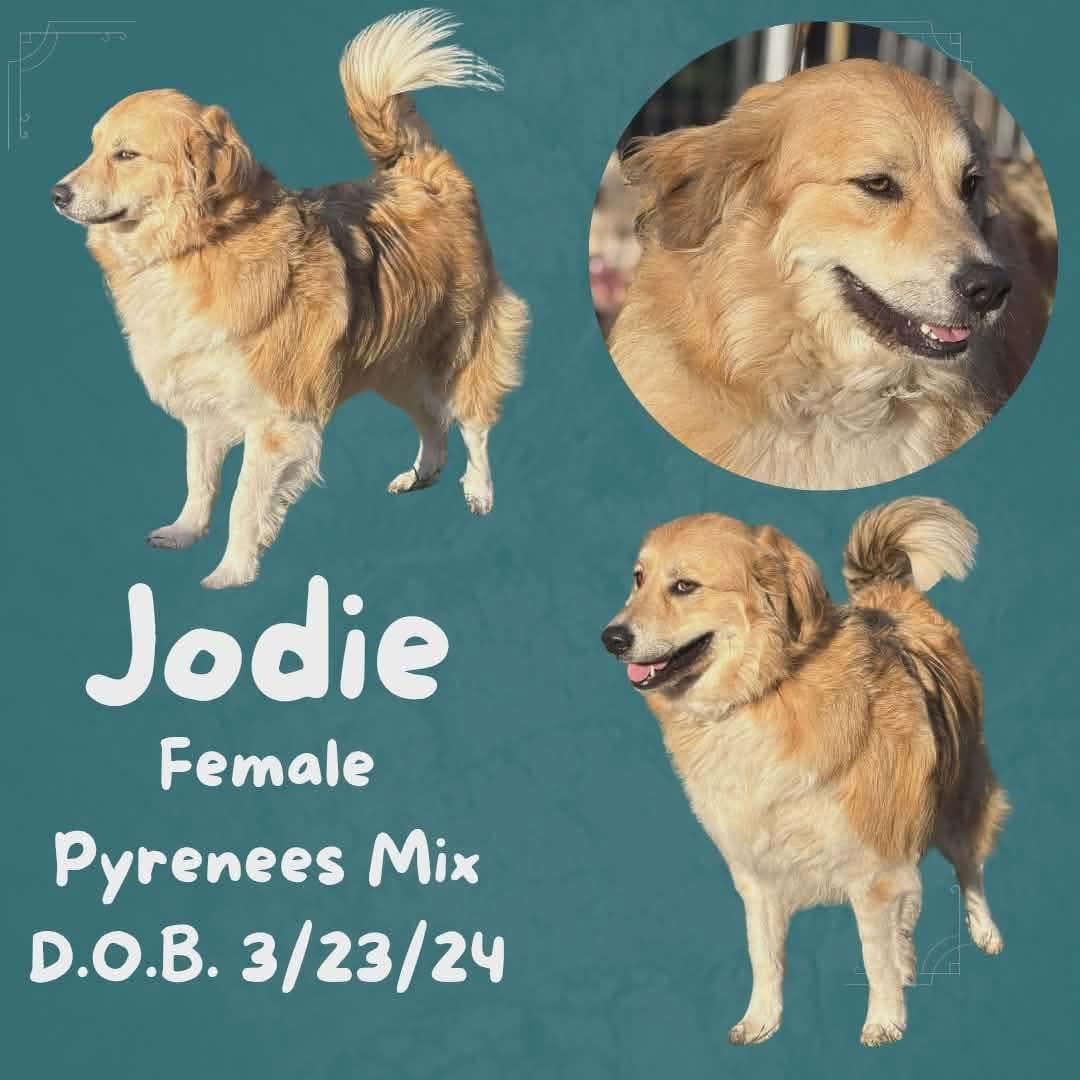 Jodie