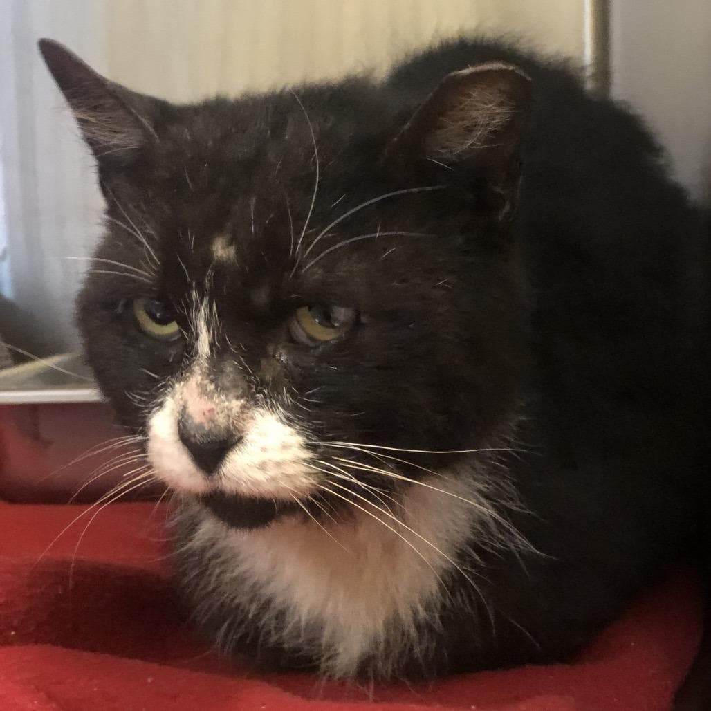 Colonel Sanders 6792