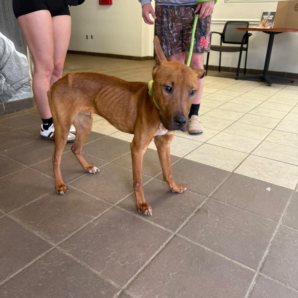 02/25/2026-Stray-MarylandCircle