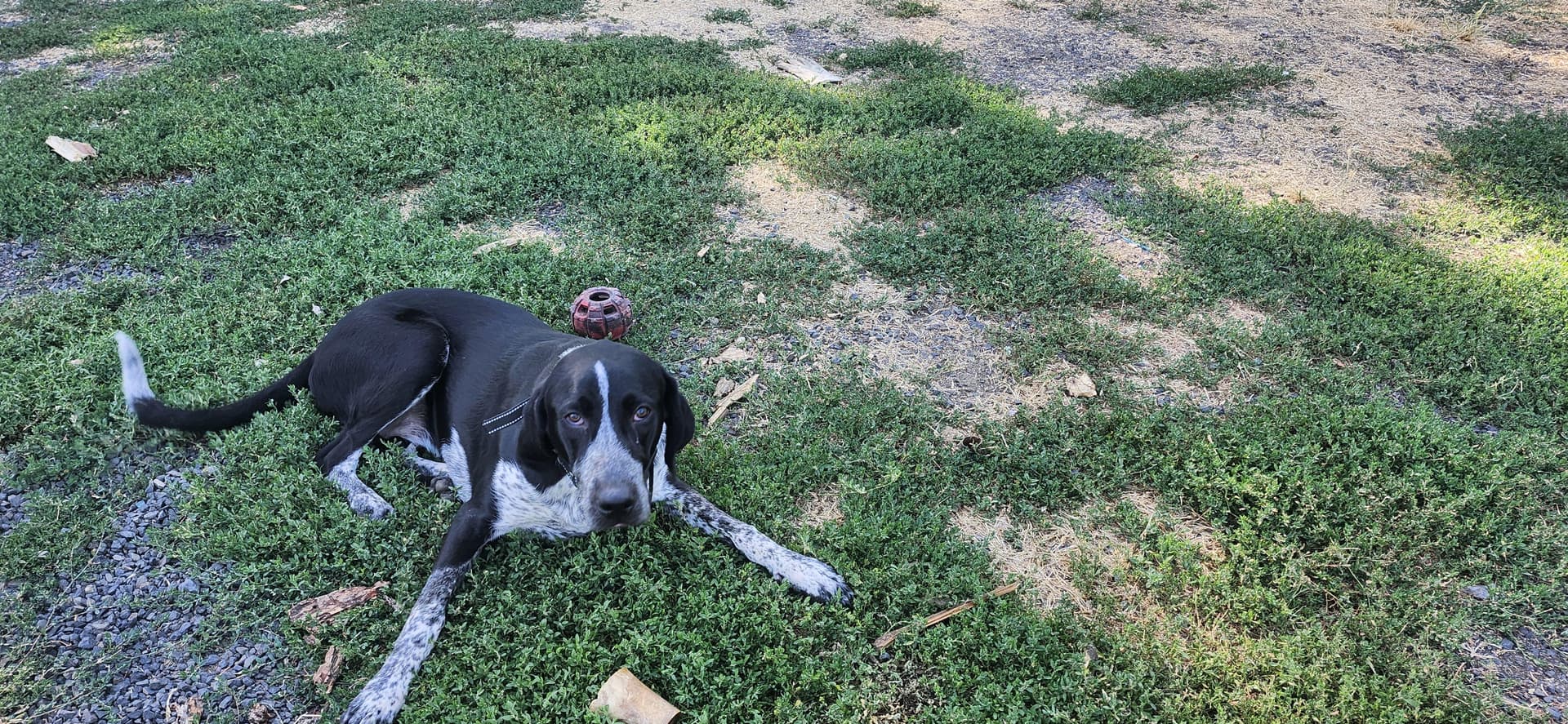 Maggie *COURTESY POST*