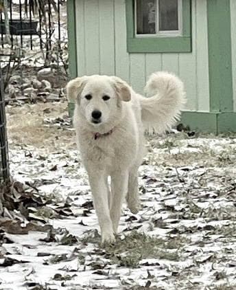 Lexi bonded with Dexter