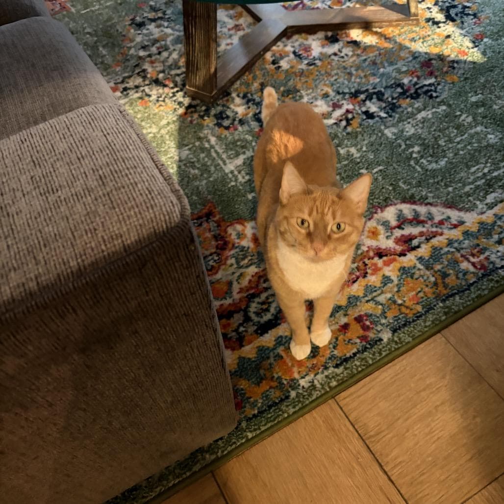 Goldie 2 bonded Leland