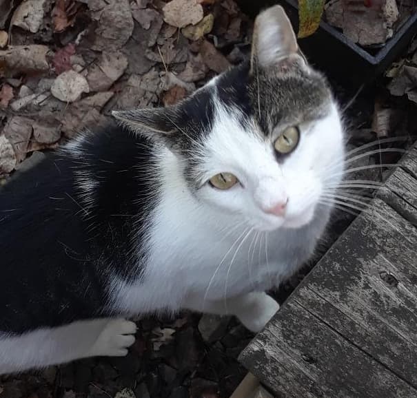 Ramblin' Man (Rambler)