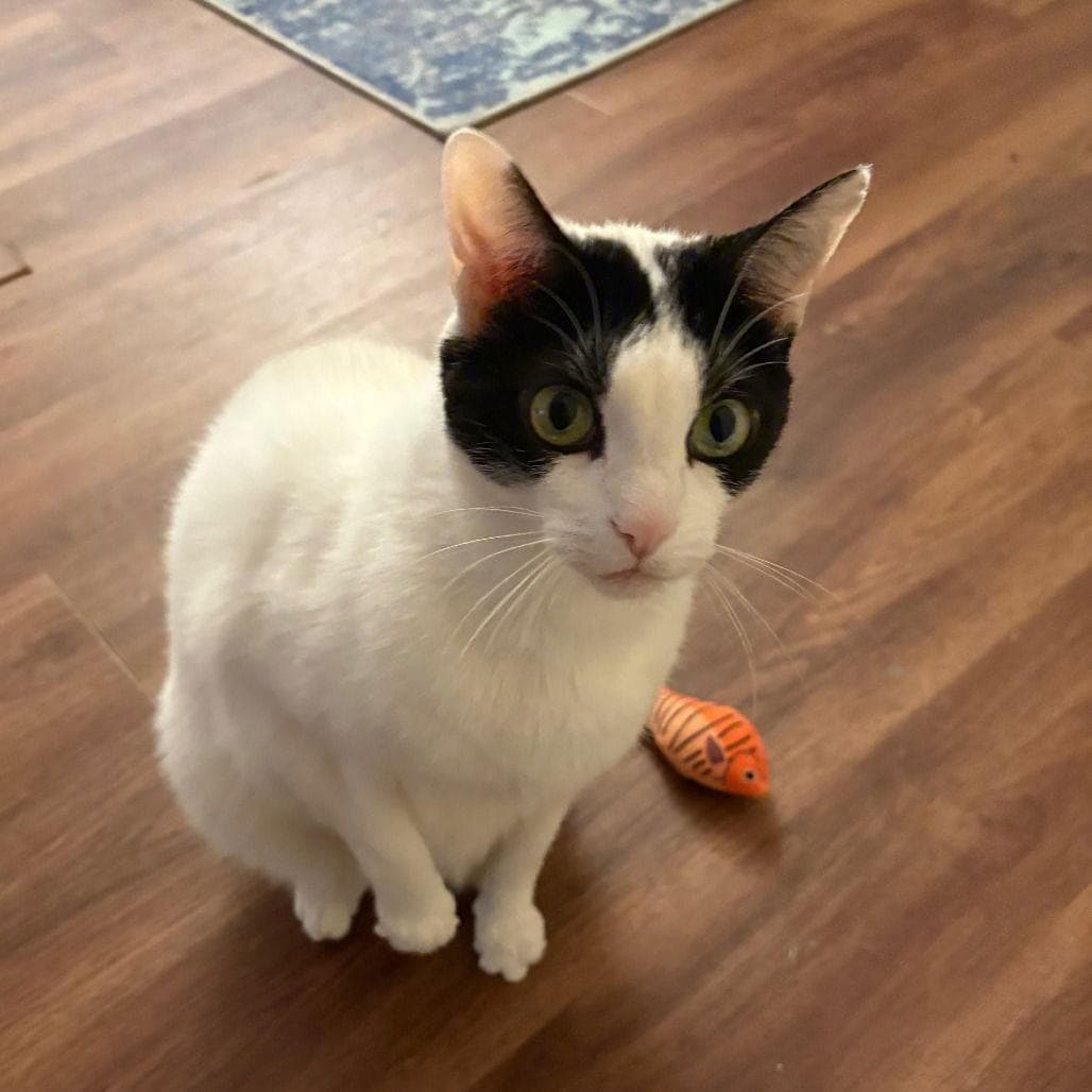 Max XVIII (New Digs)