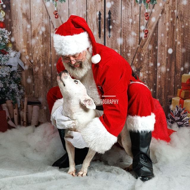 Chloe - $75 Adoption Fee! Diamond Dog!