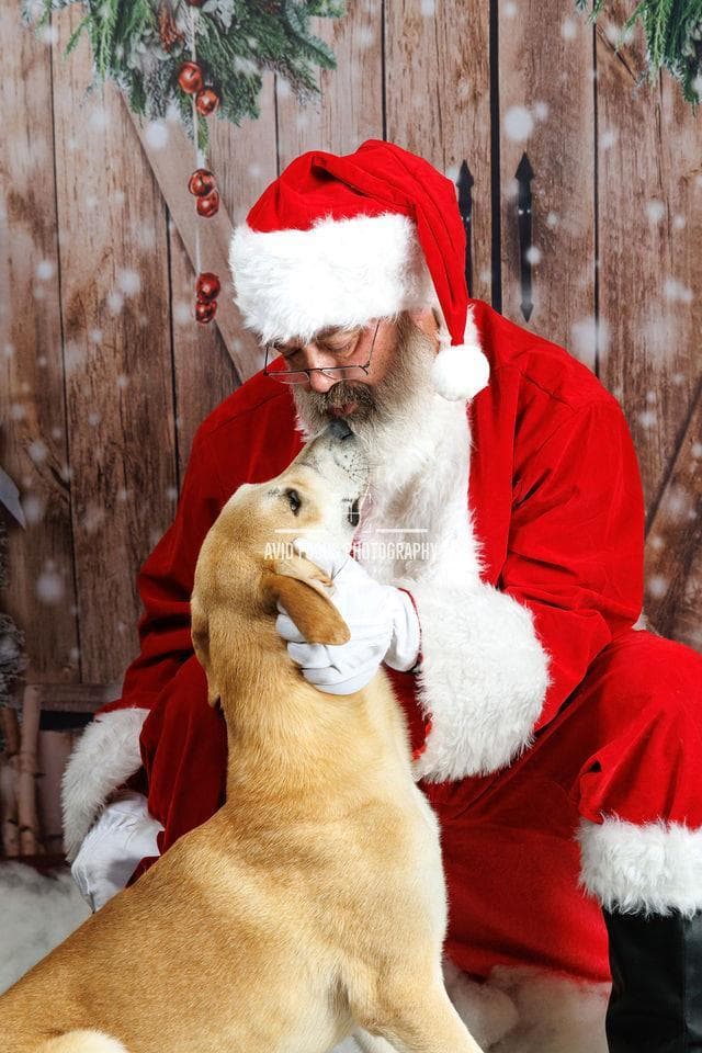 Rupert- $75 Adoption Fee! Diamond Dog!