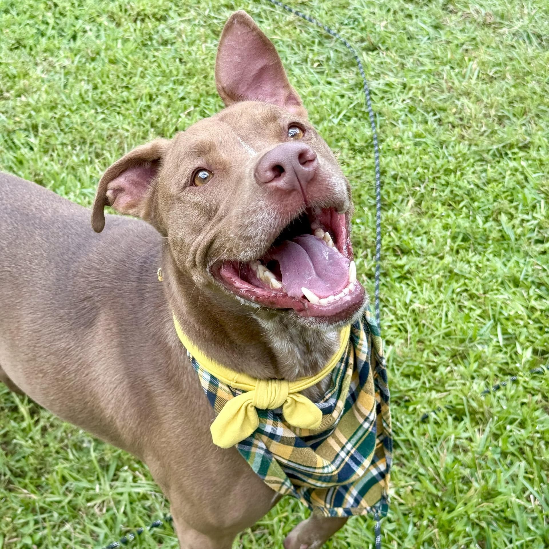 Charley Cookie Crisp