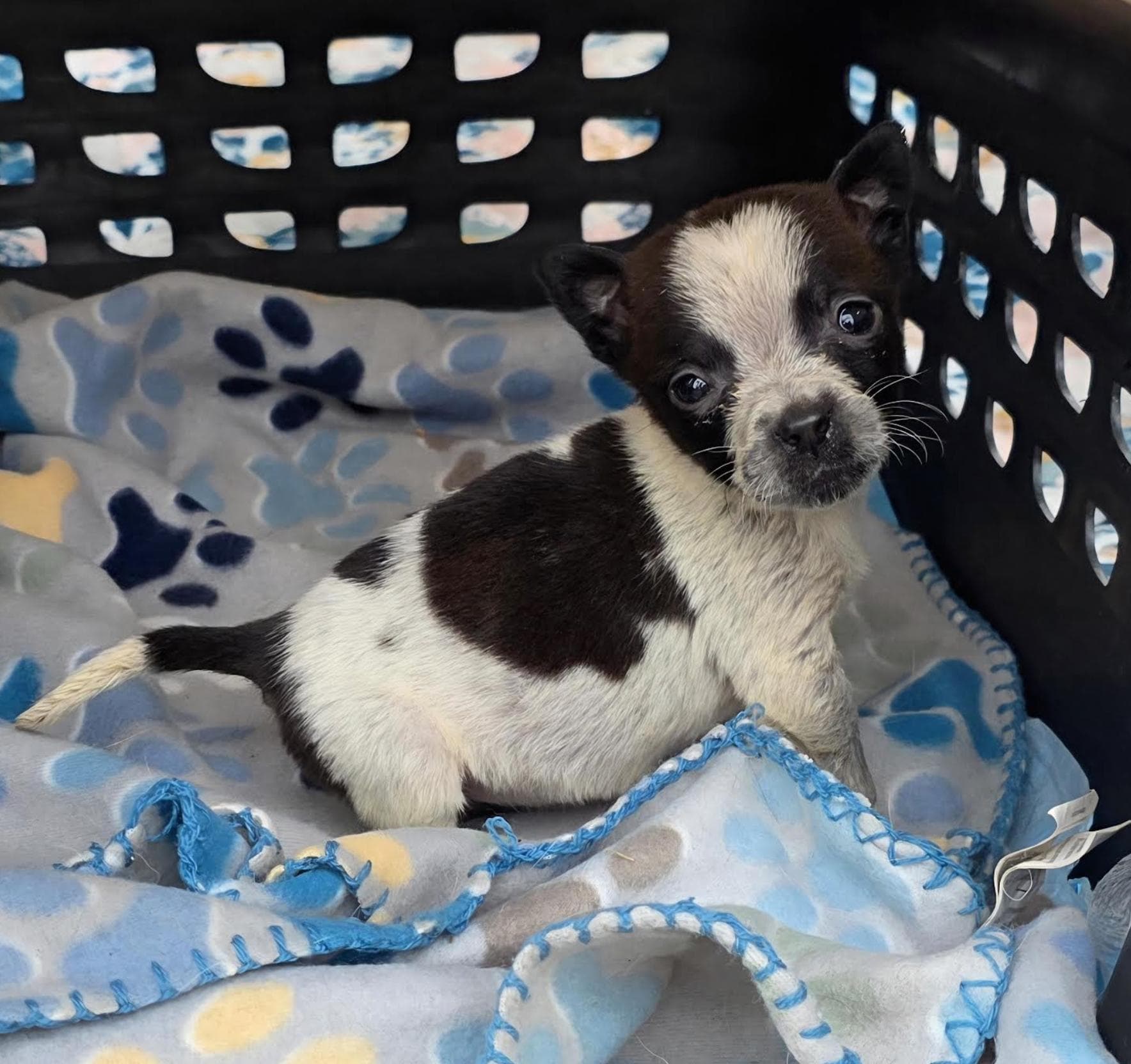 Boo Kart - Local pup