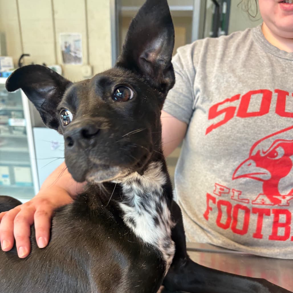 Jester Stray Hold 3/14